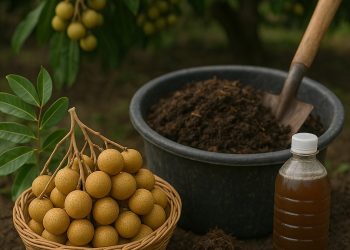 ลำไยตกเกรดอย่าเพิ่งทิ้ง! แปรรูปเป็นปุ๋ย-น้ำหมัก เติมพลังให้สวน