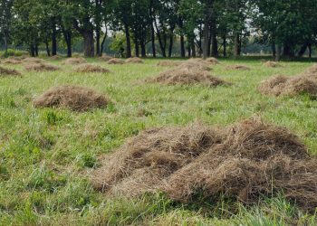 คลุมดินด้วยหญ้าแห้ง ช่วยลดวัชพืชและฟื้นฟูดินให้มีชีวิต