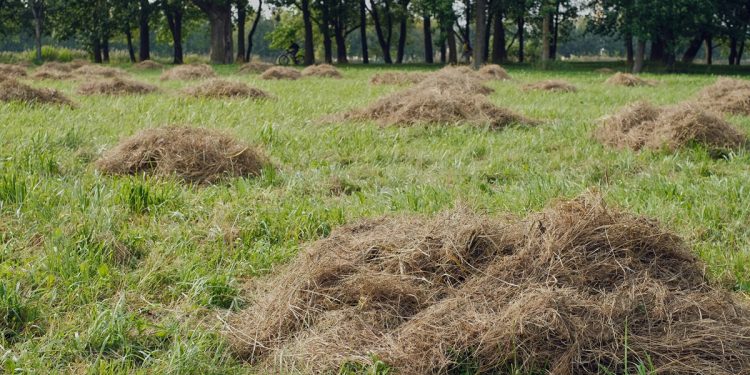 คลุมดินด้วยหญ้าแห้ง ช่วยลดวัชพืชและฟื้นฟูดินให้มีชีวิต