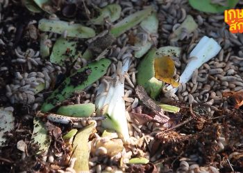 รอบรู้ก่อนเริ่ม! เลี้ยงหนอนแมลงวันลาย ต้องเตรียมอะไรบ้าง?