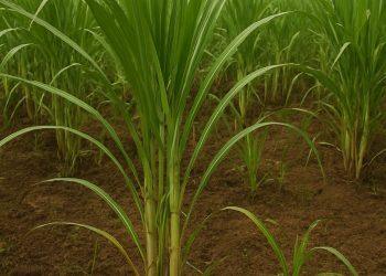 สูตรน้ำหมักชีวภาพบำรุงต้นอ้อย 