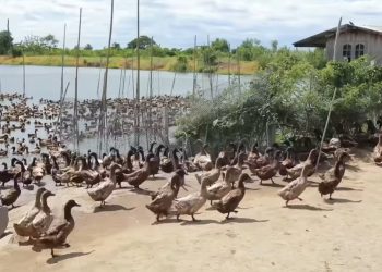 ปล่อยเป็ดไข่ในนาข้าว ช่วยลดวัชพืชได้จริงมั้ย ?