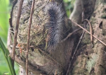 เทคนิคจัดการบุ้ง ระยะไหนของบุ้ง ที่กำจัดง่ายที่สุด