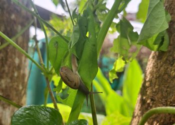 ไล่หอยทากด้วยสมุนไพร สวนปลอดภัย ลดต้นทุนในหน้าฝน