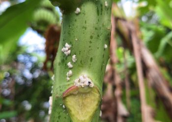 ฝนมาทีไร เพลี้ยบุกสวนทุกที! มาดูสาเหตุและวิธีรับมือ