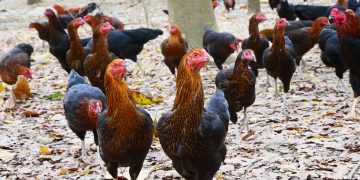 เลี้ยงไก่บ้านแบบไหนดี? วิธีเลือกให้เหมาะกับฟาร์มและตรงใจ