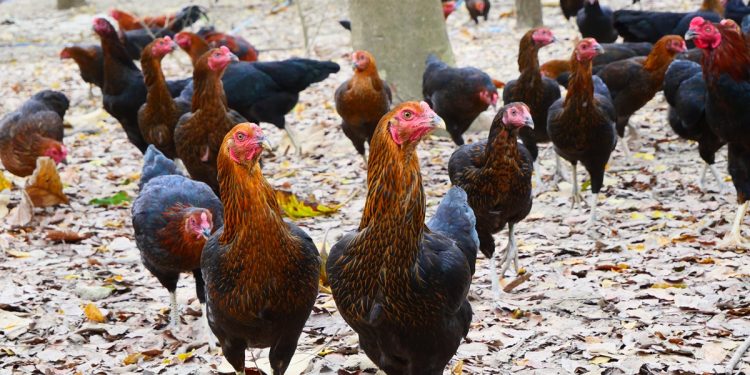 เลี้ยงไก่บ้านแบบไหนดี? วิธีเลือกให้เหมาะกับฟาร์มและตรงใจ
