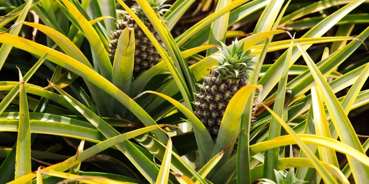 รู้หรือไม่? สับปะรด 1 ผล ใช้เวลาปลูกกี่เดือนกว่าจะได้กิน