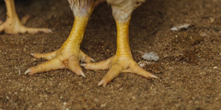 รองพื้นเล้าไก่แบบไหนดี? ให้ไก่สุขภาพดี กลิ่นไม่รบกวน