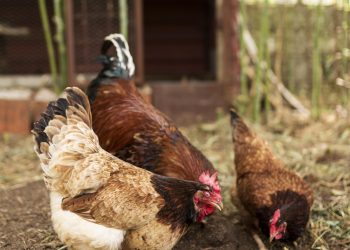 ขึ้นทะเบียนเกษตรกรผู้เลี้ยงสัตว์ ได้สิทธิประโยชน์เต็ม ๆ