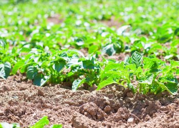 รวมพืชคลุมดินสยบวัชพืช ปลูกง่าย โตไว ในหน้าฝน