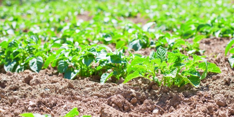 รวมพืชคลุมดินสยบวัชพืช ปลูกง่าย โตไว ในหน้าฝน