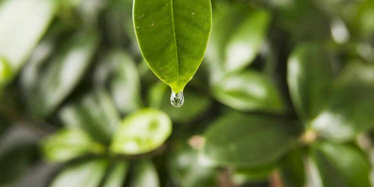 ฝนตกแต่พืชขาดน้ำ แก้ไขได้อย่างไร?