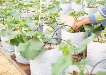 ระบบน้ำหยด VS รดมือ วิธีไหนเหมาะกับเกษตรกรในช่วงหน้าฝน