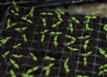 เพาะต้นกล้าแบบมืออาชีพ ไม่ยากอย่างที่คิด