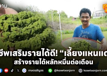 อาชีพเสริมรายได้ดี! เลี้ยงแหนแดงในพื้นที่เล็กๆ