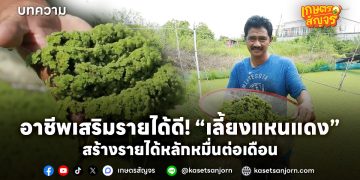 อาชีพเสริมรายได้ดี! เลี้ยงแหนแดงในพื้นที่เล็กๆ