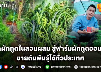 ปลูกผักกูดในสวนผสม สู่ฟาร์มผักกูดออนไลน์