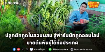 ปลูกผักกูดในสวนผสม สู่ฟาร์มผักกูดออนไลน์