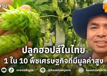 ปลูกฮอปส์ในไทย  1 ใน 10 พืชเศรษฐกิจที่มีมูลค่าสูงของโลก