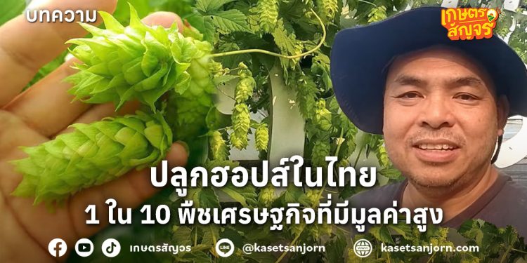 ปลูกฮอปส์ในไทย 1 ใน 10 พืชเศรษฐกิจที่มีมูลค่าสูงของโลก