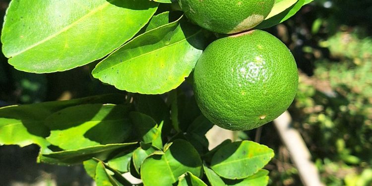 เทคนิคงดน้ำ “มะนาว” ในเดือน ก.ย. ให้ได้ดอกชุดใหญ่ ทันเก็บผลผลิตช่วงราคาพุ่ง