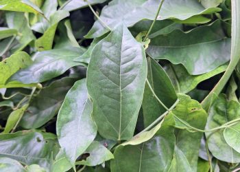 วิธีทำน้ำหมักใบย่านาง บำรุงพืช เร่งราก-ใบเขียวเข้ม