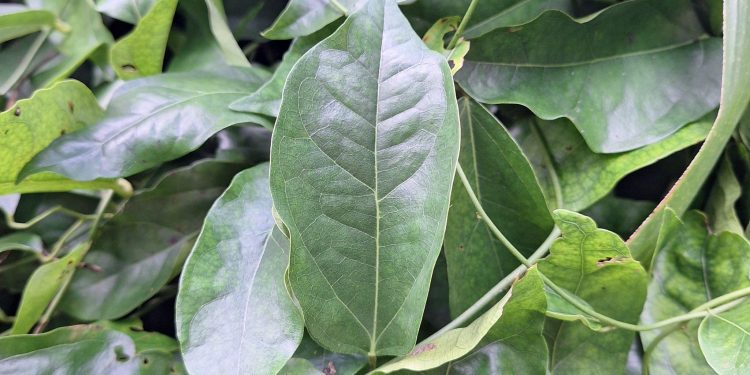 วิธีทำน้ำหมักใบย่านาง บำรุงพืช เร่งราก-ใบเขียวเข้ม