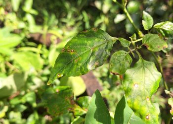 เคล็ดลับสังเกตโรคใบไหม้ใบจุด ด้วยตาเปล่า ลดผลผลิตเสียหาย