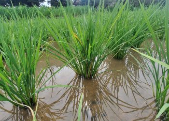 สูตรเด็ดน้ำหมักสมุนไพร  ป้องกันเพลี้ยในนาข้าว 