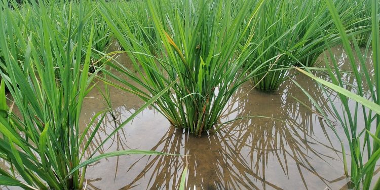 สูตรเด็ดน้ำหมักสมุนไพร  ป้องกันเพลี้ยในนาข้าว 