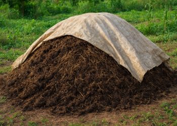 อยากได้ปุ๋ยอินทรีย์คุณภาพ? มูลสัตว์ช่วยได้ แต่ต้องหมักให้ถูกวิธี!