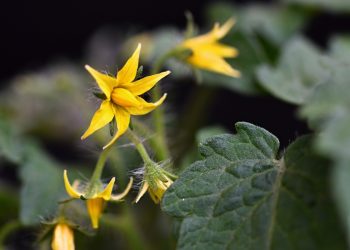 บำรุงพืชช่วงออกดอกด้วยฮอร์โมนไข่ ลดปัญหาดอกร่วงก่อนติดผล