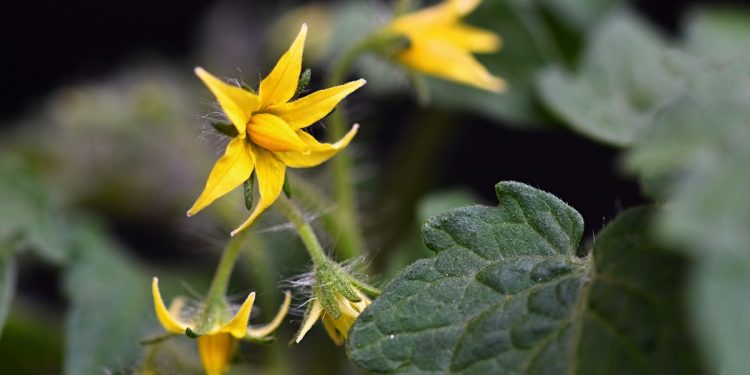 บำรุงพืชช่วงออกดอกด้วยฮอร์โมนไข่ ลดปัญหาดอกร่วงก่อนติดผล