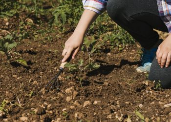 7 เทคนิคทำสวนต้นทุนต่ำ แต่ผลผลิตสูง ทำได้ง่าย คุ้มค่า และสร้างรายได้เพิ่ม