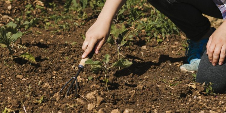 7 เทคนิคทำสวนต้นทุนต่ำ แต่ผลผลิตสูง ทำได้ง่าย คุ้มค่า และสร้างรายได้เพิ่ม