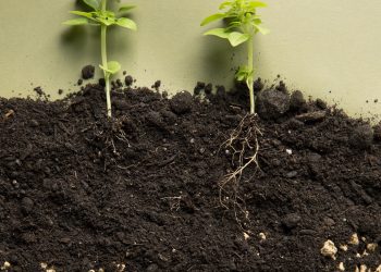 ทำไมดินต้องการอากาศ? 5 เหตุผลที่เกษตรกรควรรู้