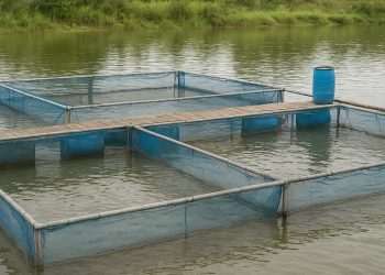 6 เทคนิค เลี้ยงปลาในกระชังช่วงหน้าฝน ให้น้ำใส ปลาโตไว ทำยังไง?