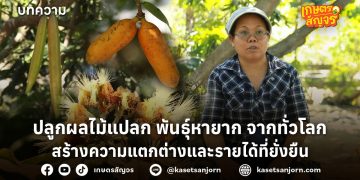 ปลูกผลไม้แปลก พันธุ์หายาก จากทั่วโลก สร้างความแตกต่างและรายได้ที่ยั่งยืน 
