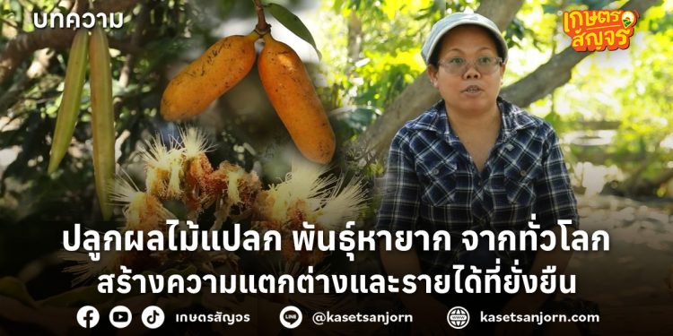 ปลูกผลไม้แปลก พันธุ์หายาก จากทั่วโลก สร้างความแตกต่างและรายได้ที่ยั่งยืน 
