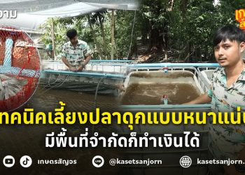 เทคนิคเลี้ยงปลาดุกแบบหนาแน่น มีพื้นที่จำกัดก็ทำเงินได้