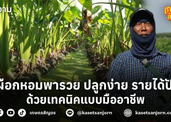 เผือกหอมพารวย ปลูกง่าย รายได้ปังด้วยเทคนิคแบบมืออาชีพ