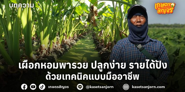 เผือกหอมพารวย ปลูกง่าย รายได้ปังด้วยเทคนิคแบบมืออาชีพ