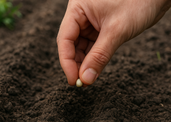 ดินชุ่มไม่ใช่ดินดีเสมอไป! เคล็ดลับฟื้นแปลงผักก่อนหว่านเมล็ดหลังฝน