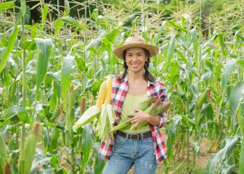 ดูแลข้าวโพด ช่วงอากาศแปรปรวนยังไง? ให้ฝักเต็ม เมล็ดแน่น ไม่ลีบ