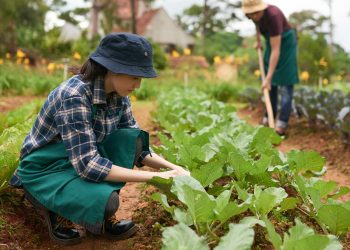 5 วิธีเริ่มต้นใช้ หลักเศรษฐกิจพอเพียง แนวทางปฏิบัติ สู่ฟาร์มที่มั่นคงและยั่งยืน