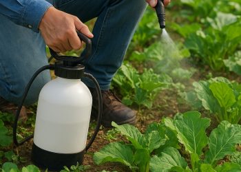 เทคนิคการใช้จุลินทรีย์ป้องกันโรคพืชในฟาร์ม ฟื้นดินให้มีชีวิต พืชแข็งแรง