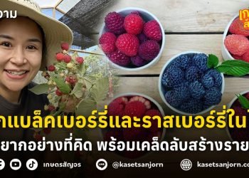 ปลูกแบล็คเบอร์รี่และราสเบอร์รี่ในไทย ไม่ยากอย่างที่คิด เคล็ดลับสร้างรายได้