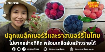 ปลูกแบล็คเบอร์รี่และราสเบอร์รี่ในไทย ไม่ยากอย่างที่คิด เคล็ดลับสร้างรายได้