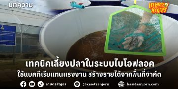 เทคนิคเลี้ยงปลาในระบบไบโอฟลอค ใช้แบคทีเรียแทนแรงงาน สร้างรายได้จากพื้นที่จำกัด